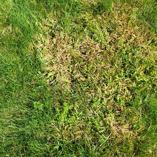 Customer photo review of Puma Advanced – Crab Grass Killer