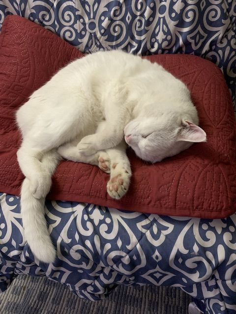 Customer photo review of Homeopathic Broad Spectrum Dewormer for Cats & Kittens