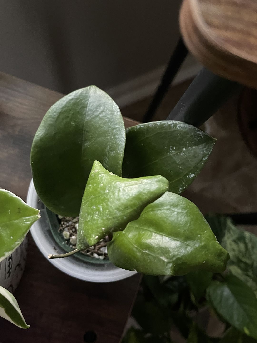 Customer photo review of Hoya surigaoensis