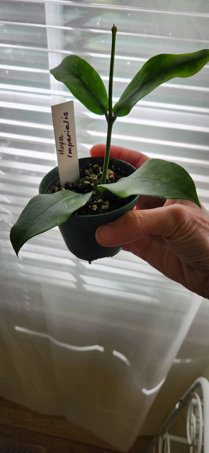 Customer photo review of Hoya cumingiana