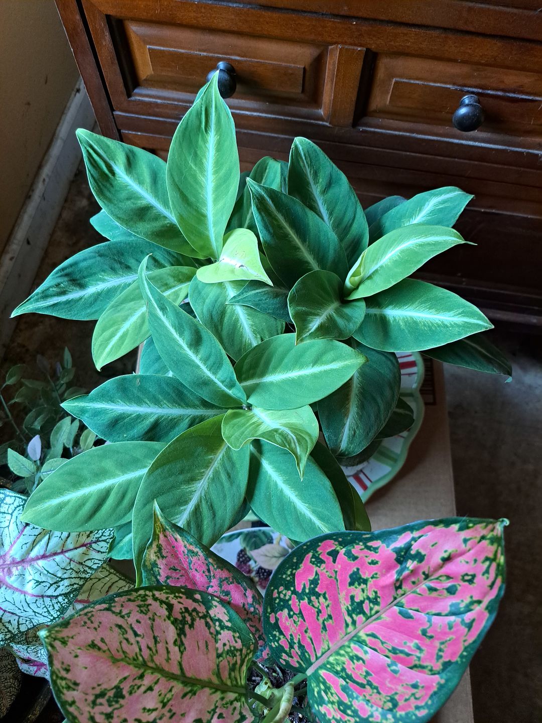 Customer photo review of Spathiphyllum 'Silver Streak'