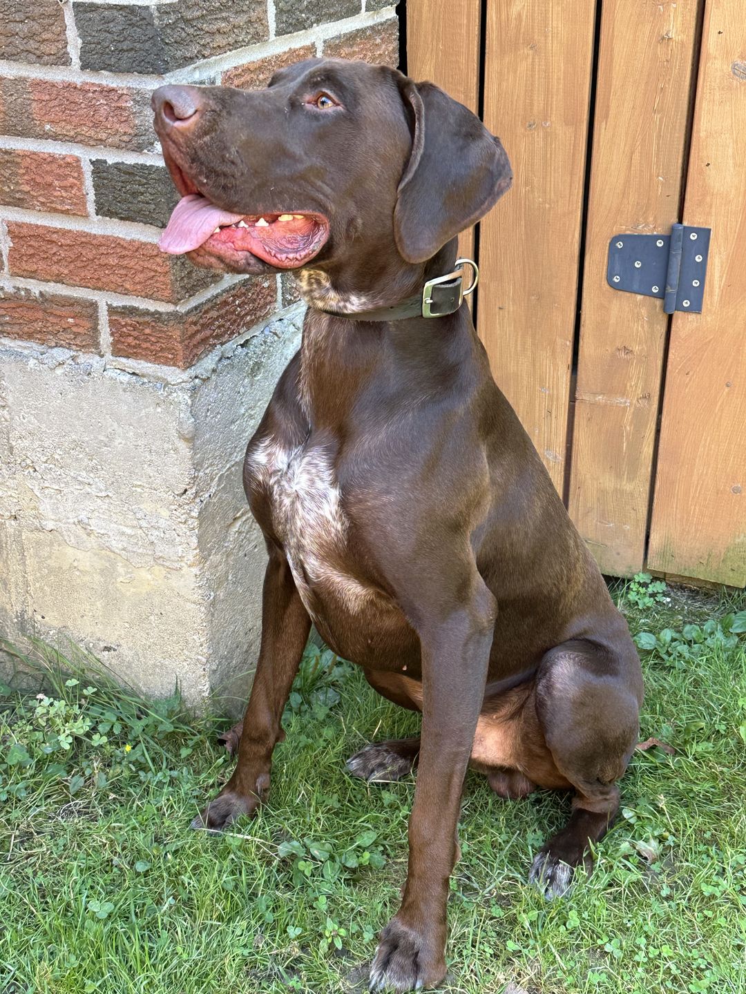 Customer photo review of Rover - Classic Cognac Full-Grain Leather Dog Collar