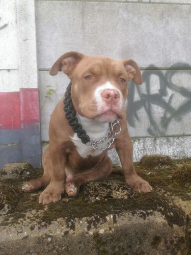 Customer photo review of COLLIER + LAISSE "BLACK ARMY"