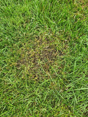 Customer photo review of Speedzone Herbicide EW