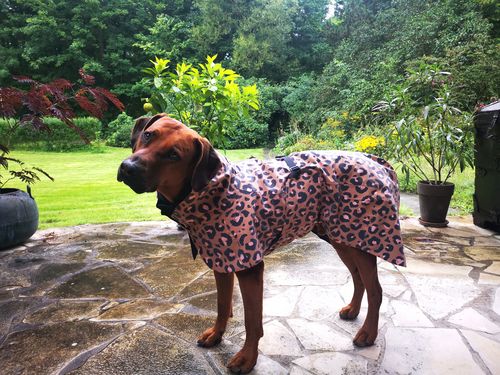 Customer photo review of Visibility Raincoat Lite Leopard for Dogs