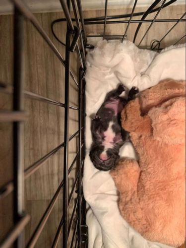 Customer photo review of Pet Anxiety Relief Toy with Heartbeat