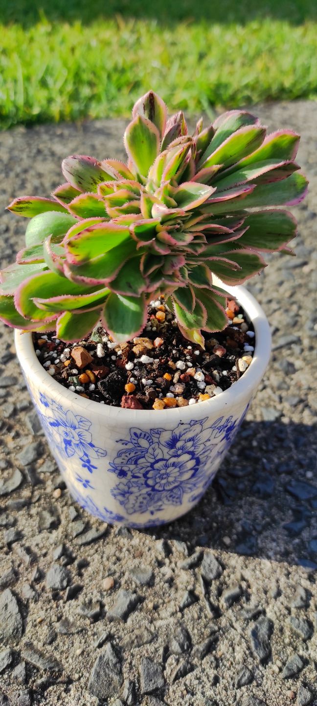 Customer photo review of Aeonium 'Sunburst Crest'