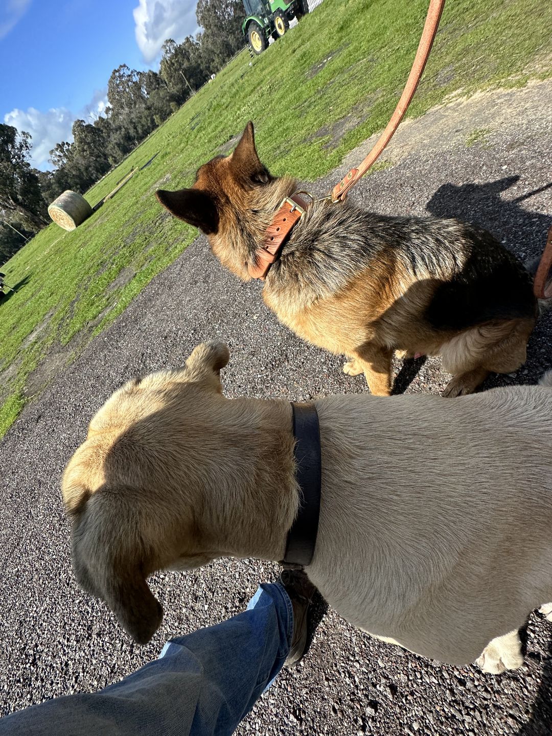 Customer photo review of BIG Dog Collar