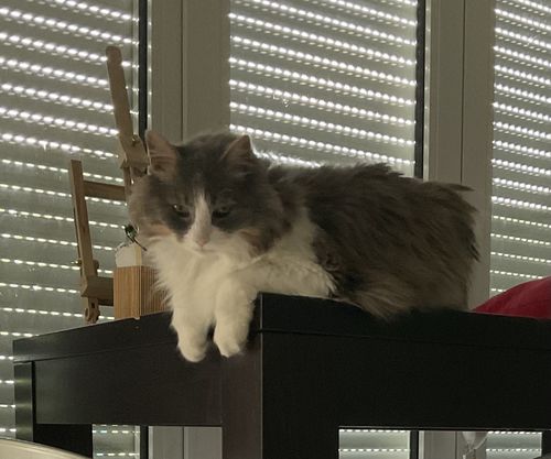 Customer photo review of Brosse de toilettage pour animaux de compagnie