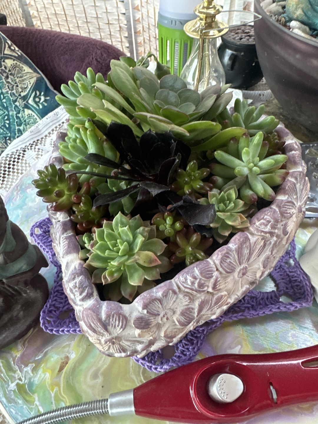 Customer photo review of Sedum Rubrotinctum 'Red Jelly Beans' - Cuttings x 3