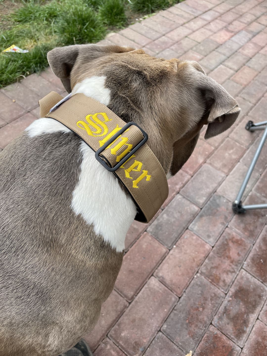 Customer photo review of 5cm Combat® Collar | With Handle & Rated Clip - Military Tan v2.0