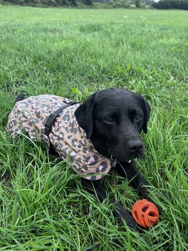 Customer photo review of Visibility Raincoat Lite Leopard for Dogs