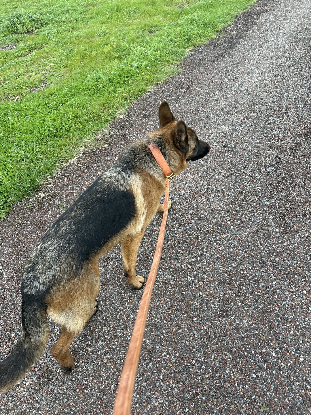 Customer photo review of Dog Lead