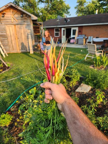 Customer photo review of Carnival Blend Carrot Seeds