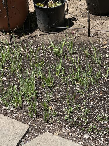 Customer photo review of 3 Cat Grass Seed Pack - 495+ Cat Grass Seeds