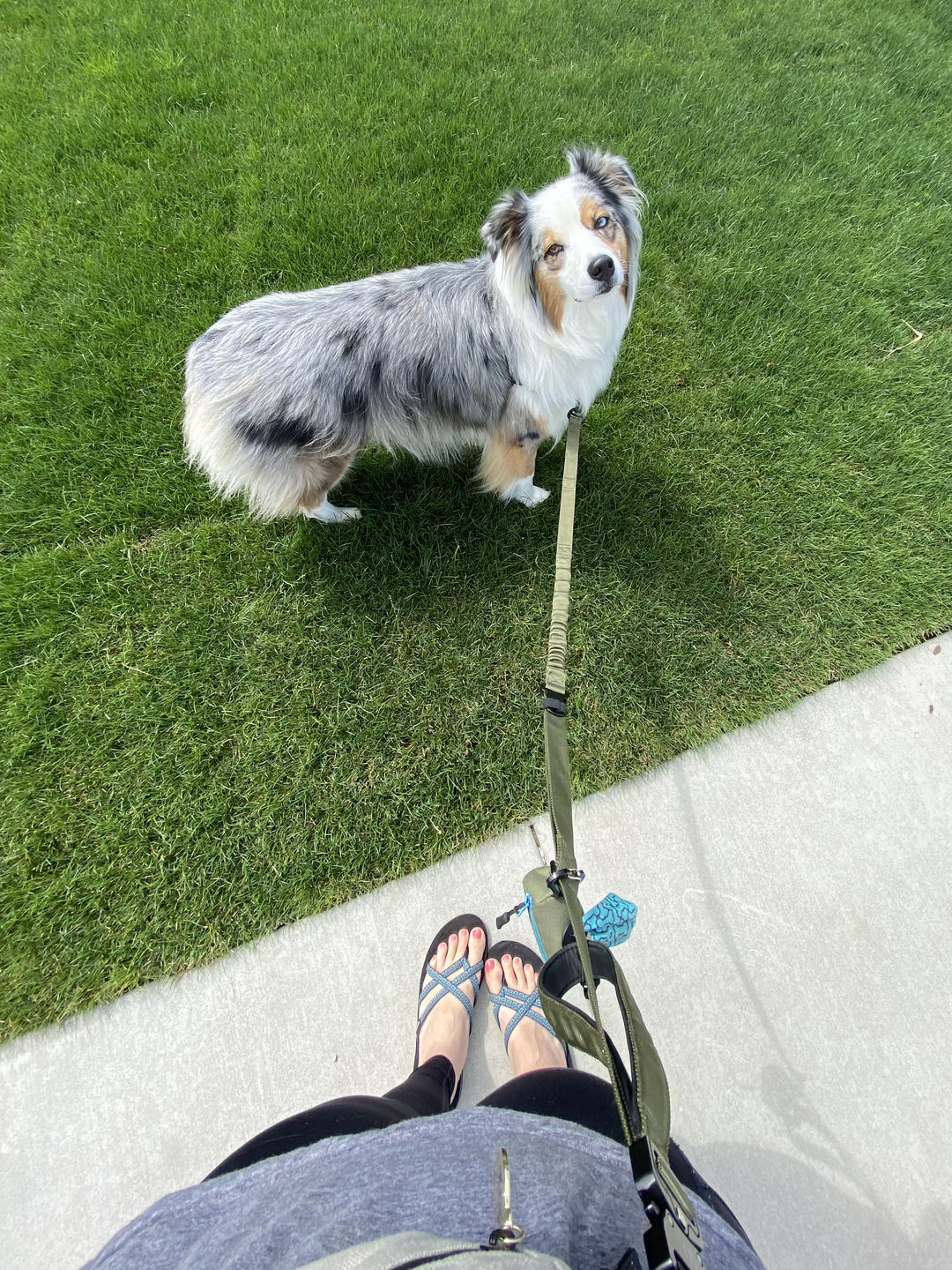Customer photo review of Adventure Bungee Leash
