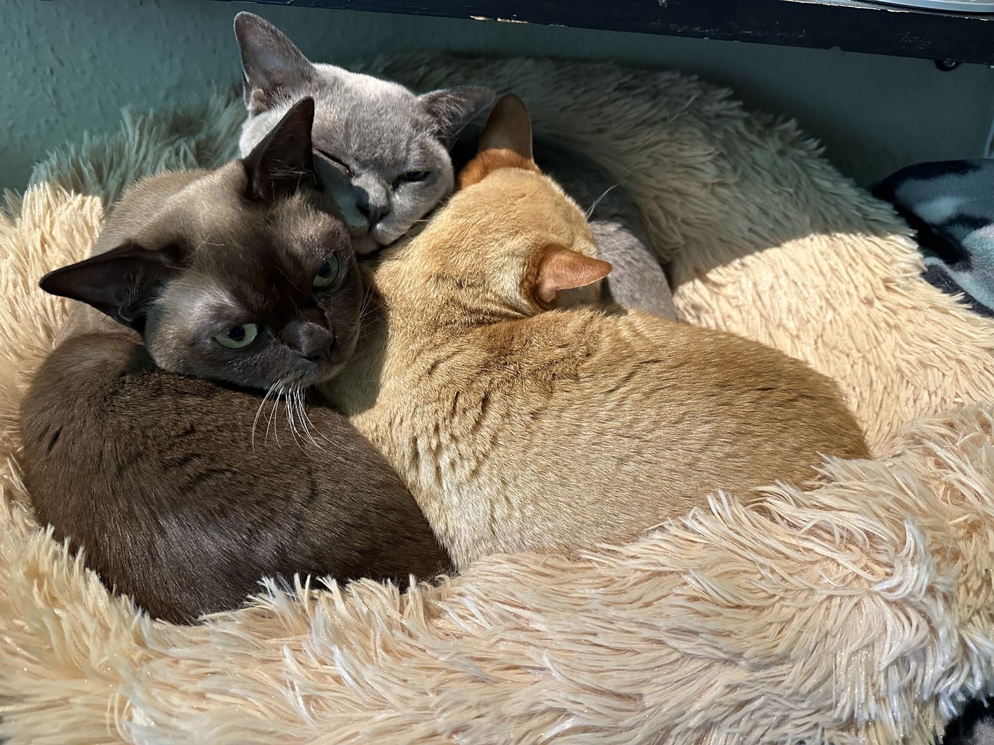 Customer photo review of THE ORIGINAL - Donut hundeseng (beige)