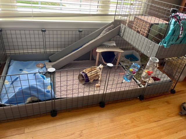 Customer photo review of Piggy Condo C&C Cage with Balcony & Ramp
