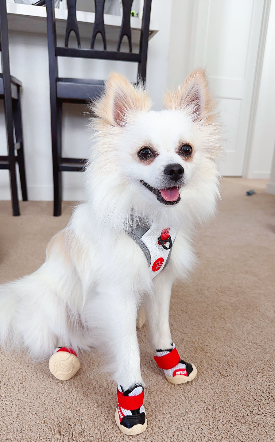 Customer photo review of Caesar 1S