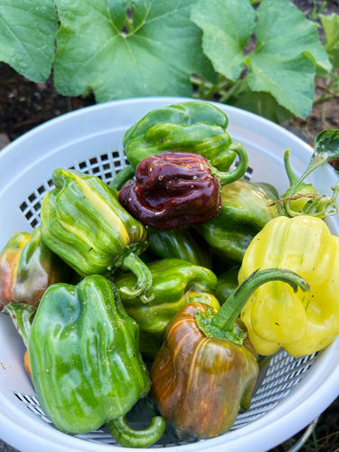 Customer photo review of Candy Cane Chocolate Cherry Sweet Pepper Seeds