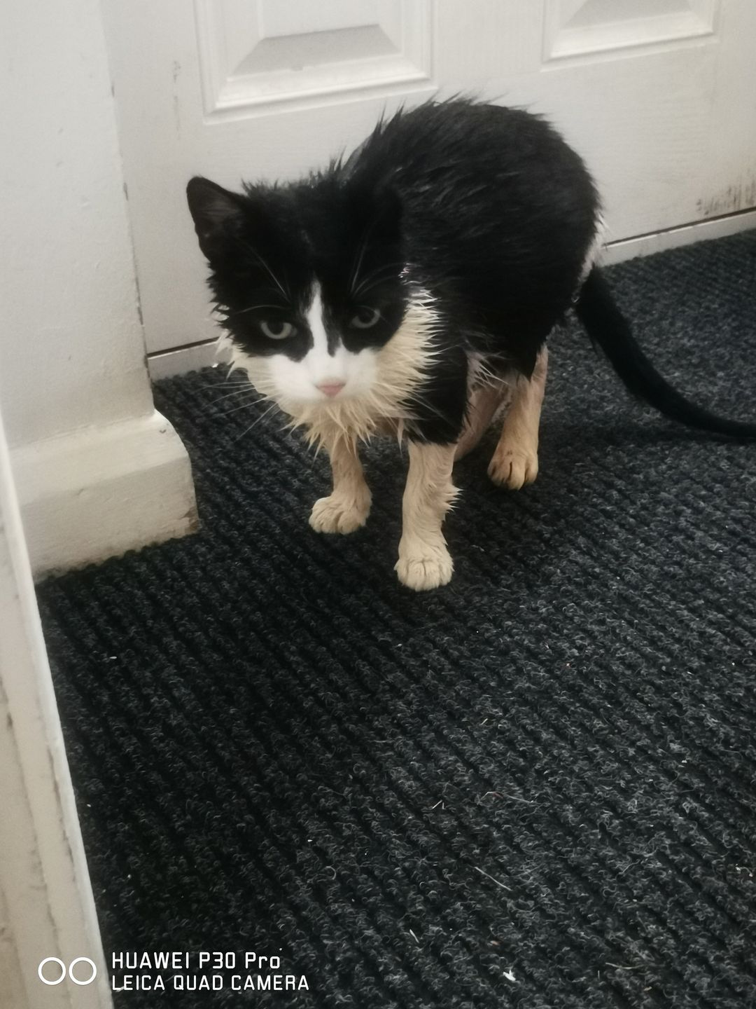 Customer photo review of Cat Shampoo