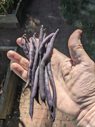 Customer photo review of Trionfo Violetto Pole Bean Seeds
