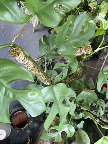 Customer photo of The Bendable Moss Pole™ 𝘛𝘏𝘐𝘕 from Susan V.