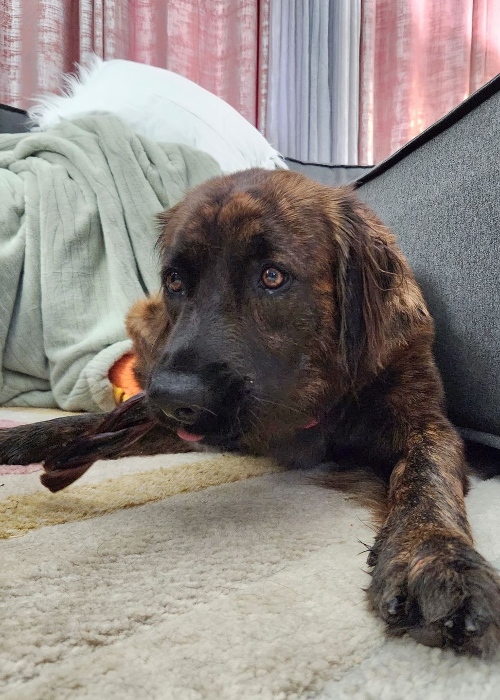 Customer photo review of 12 Inch Braided Jerky Stick