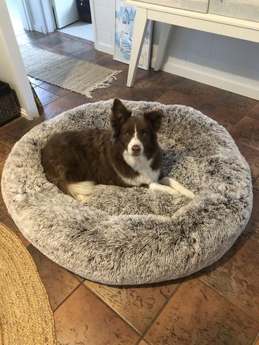 Customer photo review of PaWz Removable Cover Calming Pet Bed