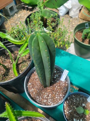 Customer photo review of Dr. Greenthumbs x Misplant Scopulicola | Trichocereus Scopulicola