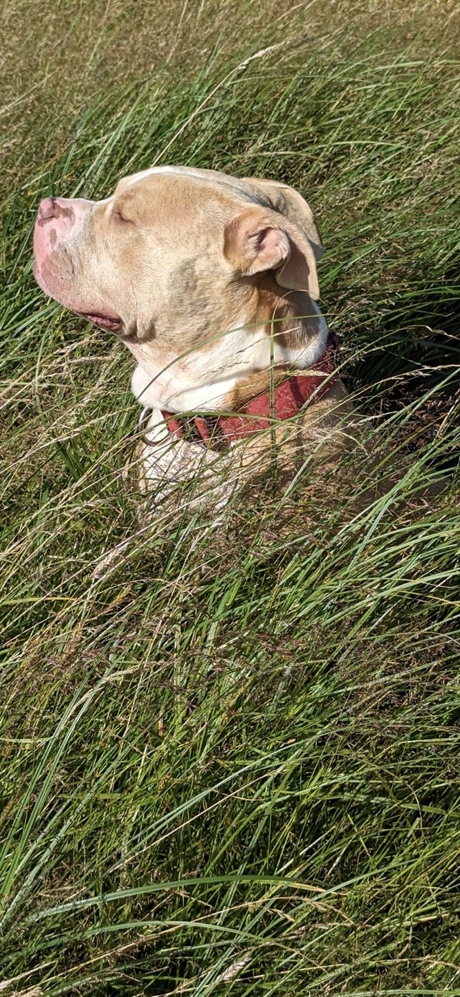 Customer photo review of 4cm Combat® Collar | With Handle & Rated Clip - Red v2.0