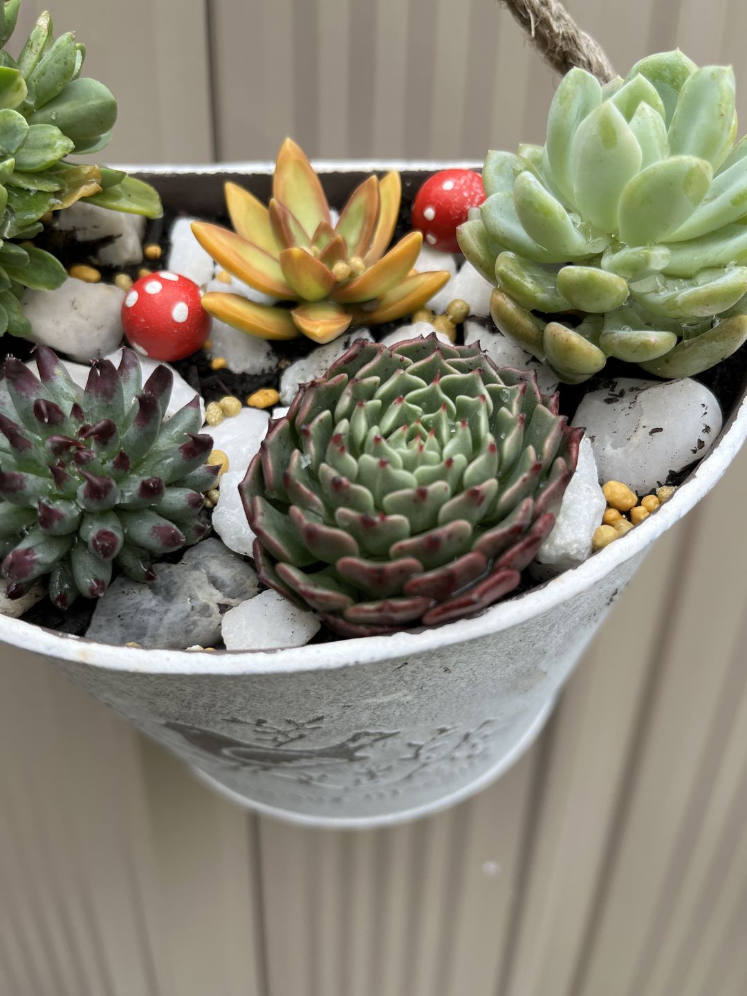 Customer photo review of Sempervivum calcareum 'Grigg's Surprise'