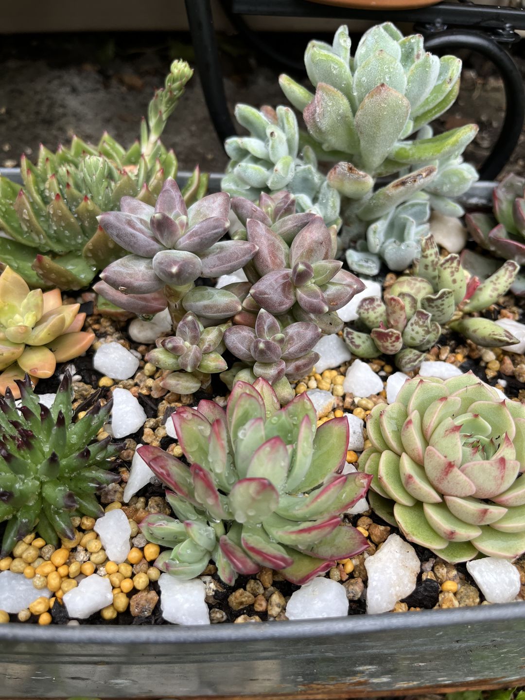 Customer photo review of Sempervivum Pittoni