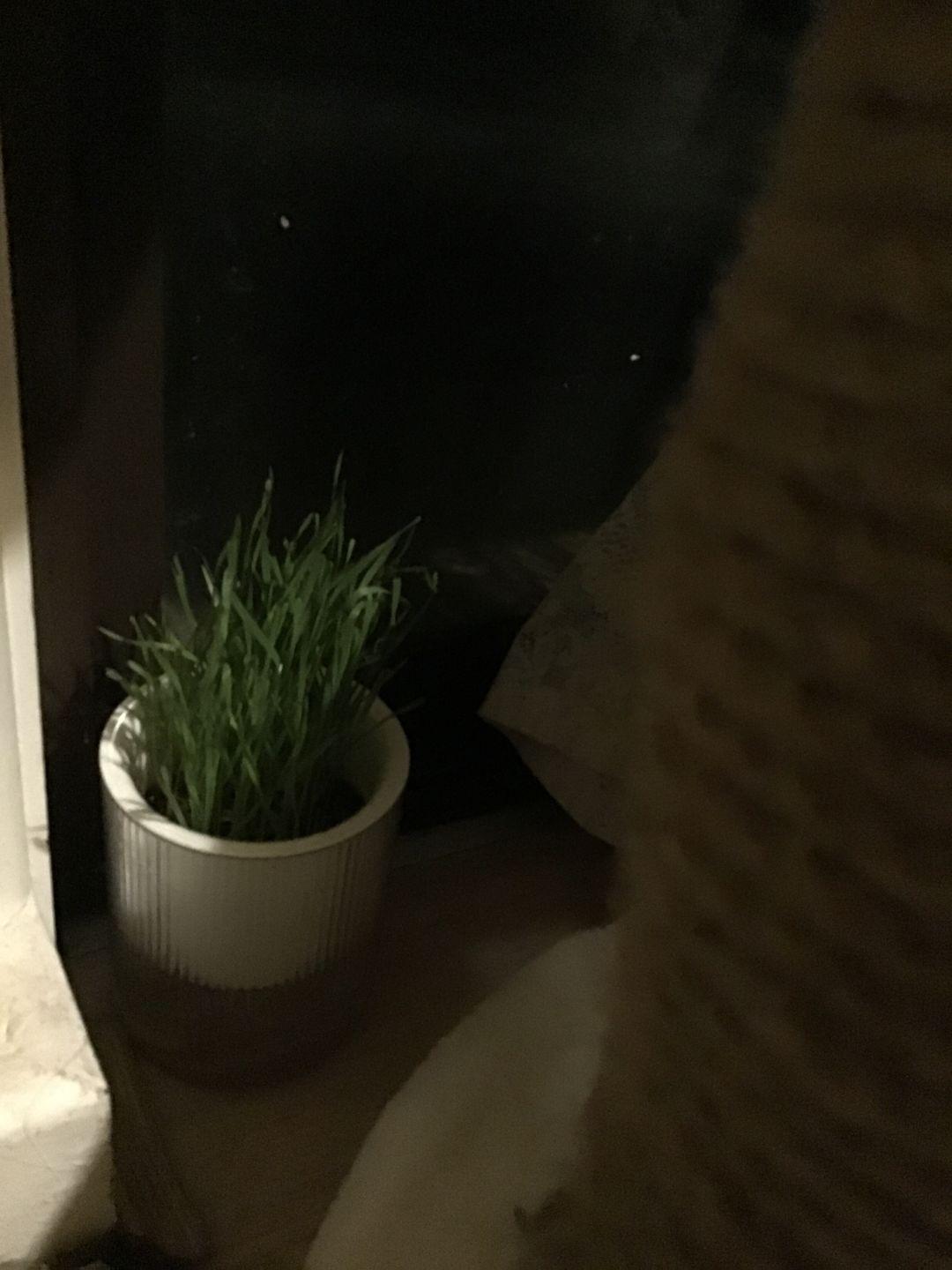 Customer photo review of Michu Cat Grass Seed Replacement Pack - The Ultimate Solution for Lush and Healthy Cat Grass Growth in Australia