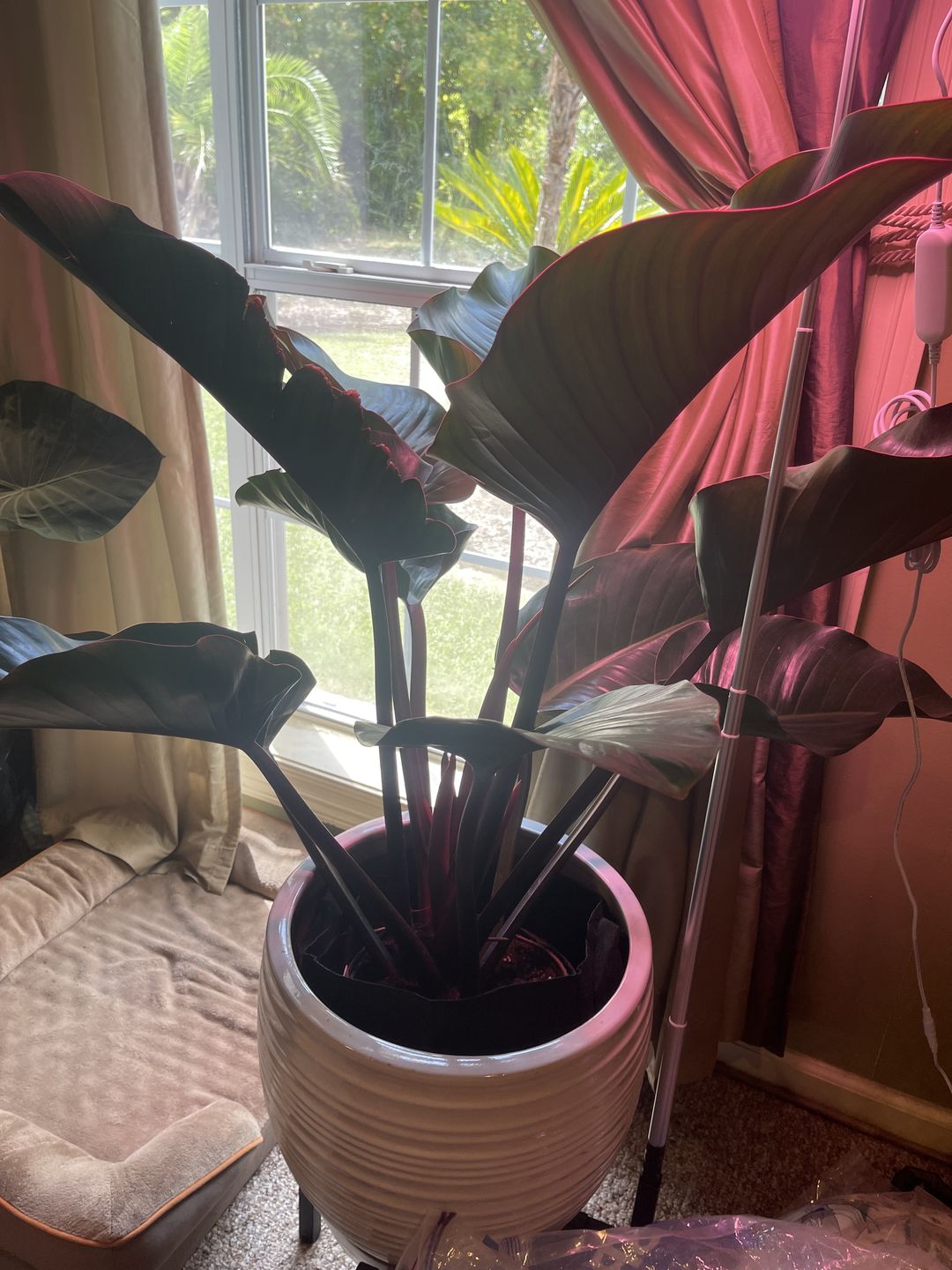 Customer photo review of Philodendron Red Congo, Tropical Forest Plant