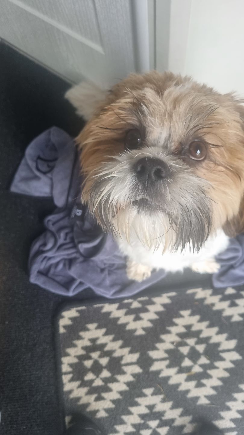 Customer photo review of Luxury Dog Towel