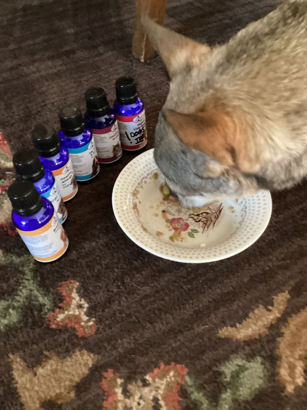 Customer photo review of Oral Health for Dogs - Natural Remedy for Gingivitis, Bad Breath and Periodontal Disease