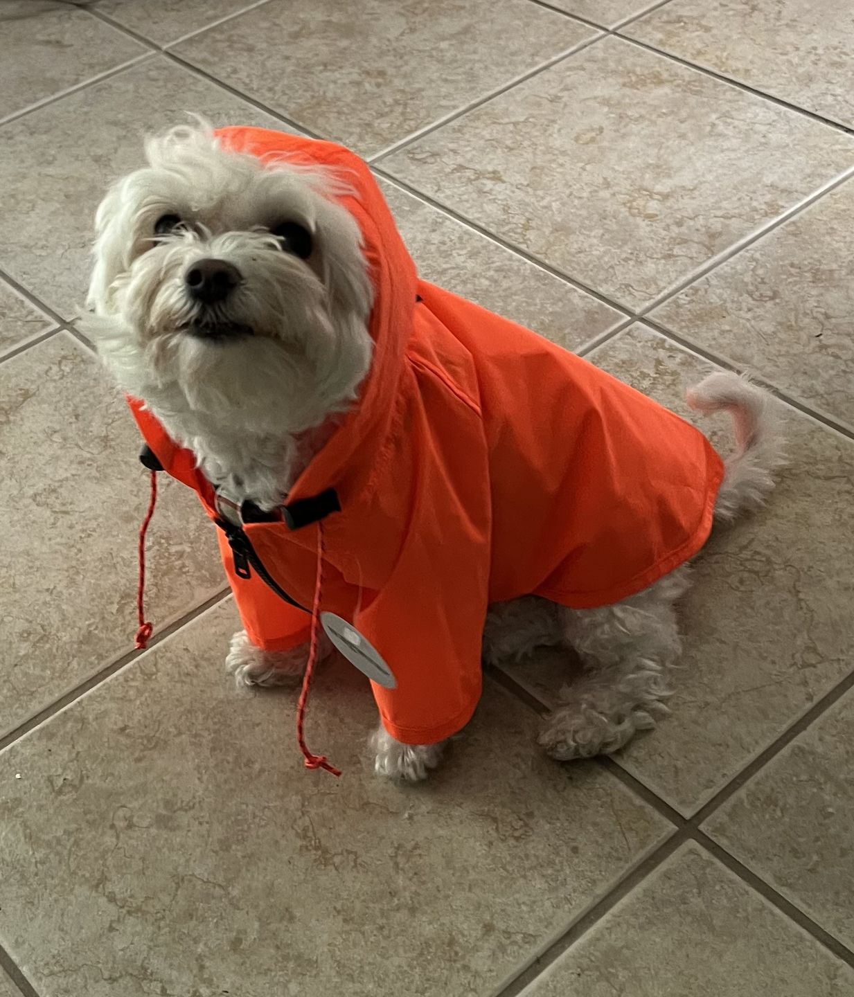 Customer photo review of Nylon Rainbreaker