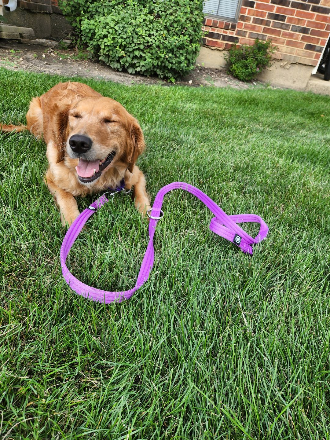 Customer photo review of Double Ended Training Lead | All Breeds - Durable & Soft 2m Lead - Purple
