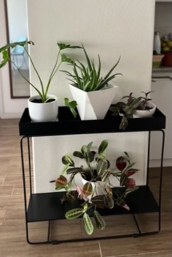 Customer photo review of Plant Station 2 Niveles 80  | Metal Black