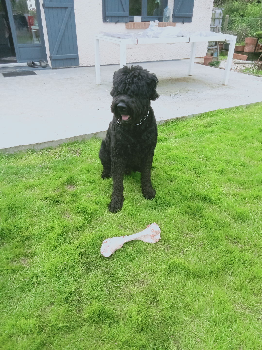 Customer photo review of Croquettes de volaille riches en ingrédients frais - Moy. / Grande taille (chien adulte)