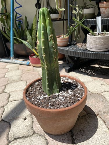 Customer photo review of Imperfect San Pedro Cactus Cuttings | Echinopsis (Trichocereus) pachanoi Cuttings