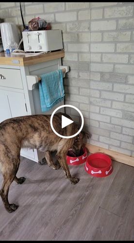 Customer video review of Carnivora Lamb Diet