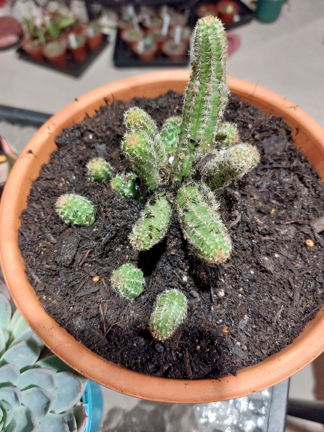 Customer photo review of Echinopsis chamaecereus