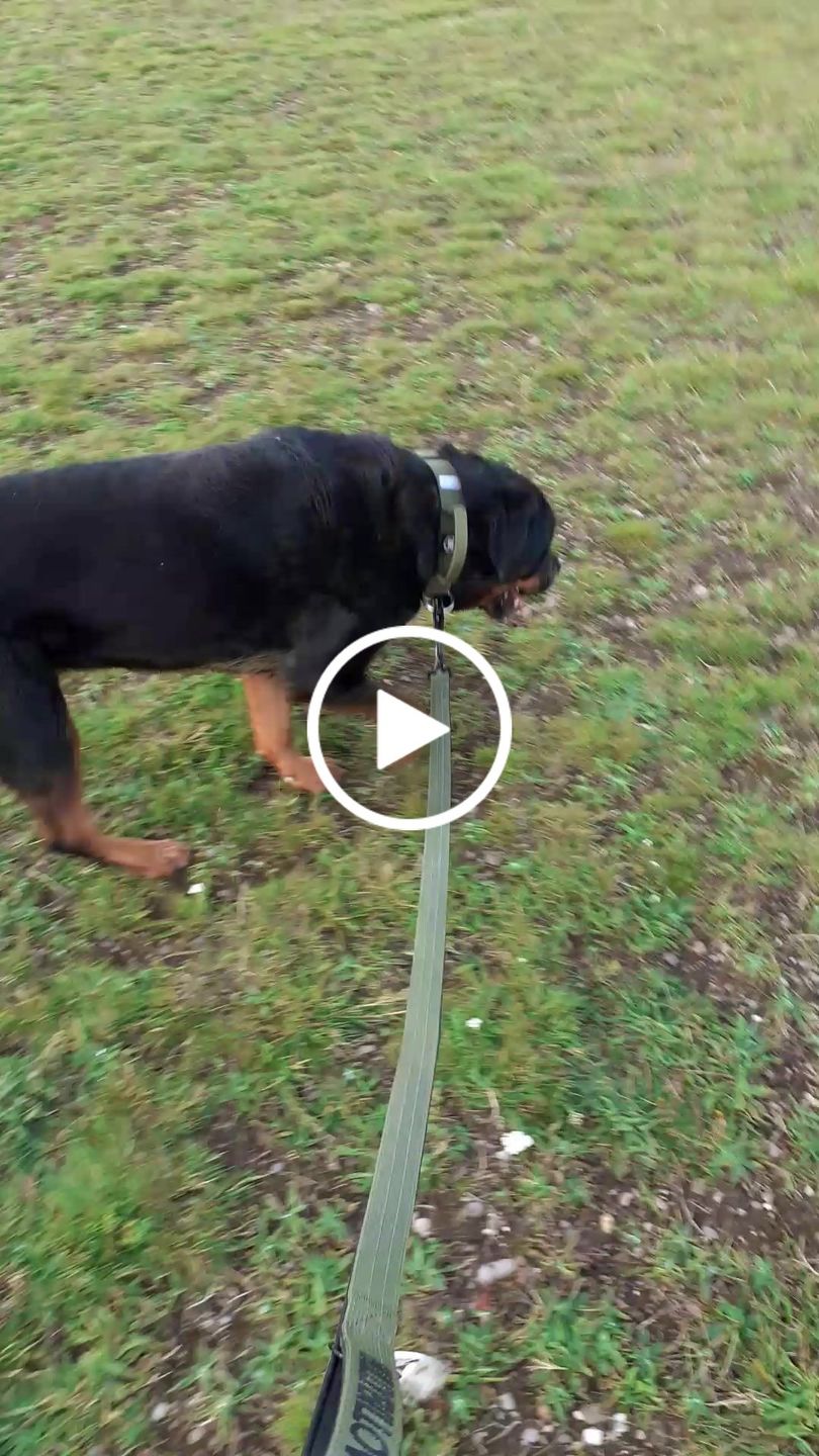 Customer video review of 1.4m Swivel Combat Lead | Neoprene Lined, Secure Rated Clip with Soft Handle - Khaki