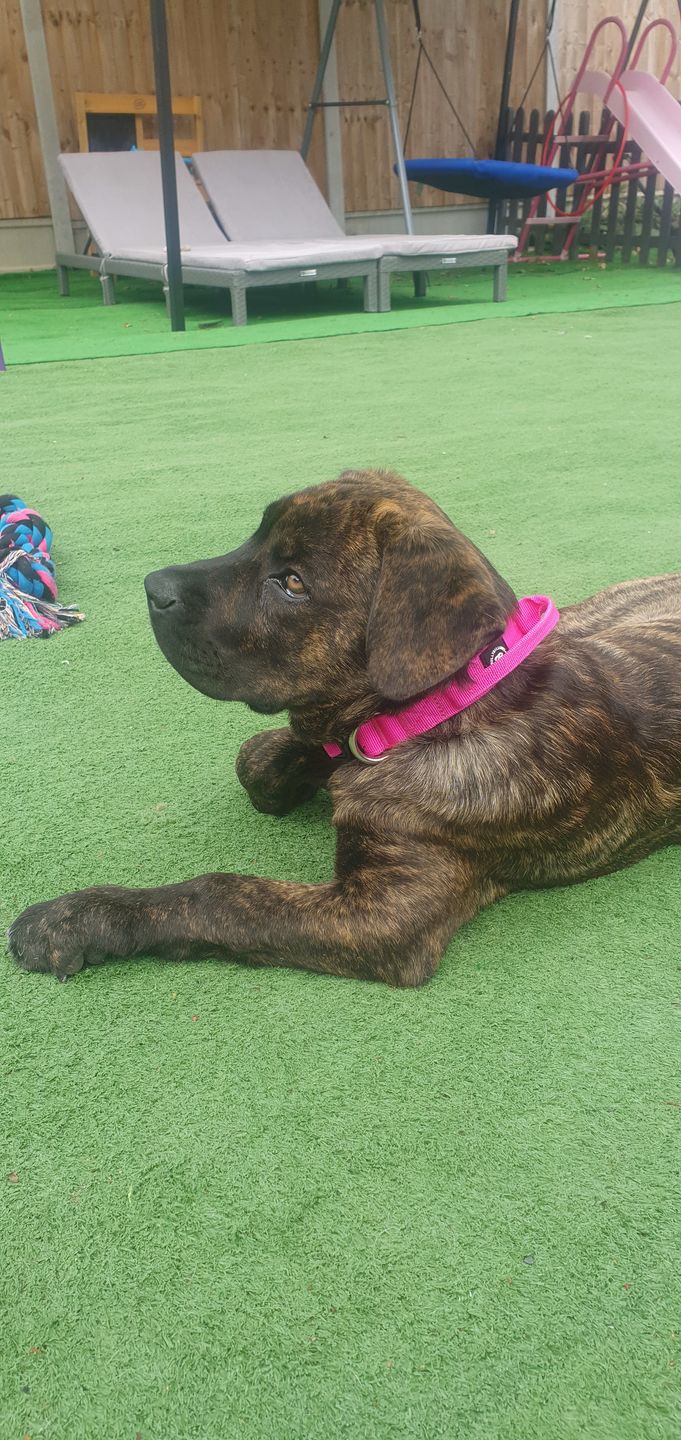 Customer photo review of 2.5cm Combat® Collar | With Handle & Rated Clip - Magentas v2.0