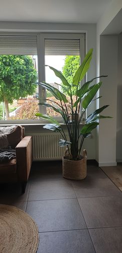 Customer photo review of Strelitzia Kunstplant 2 180cm