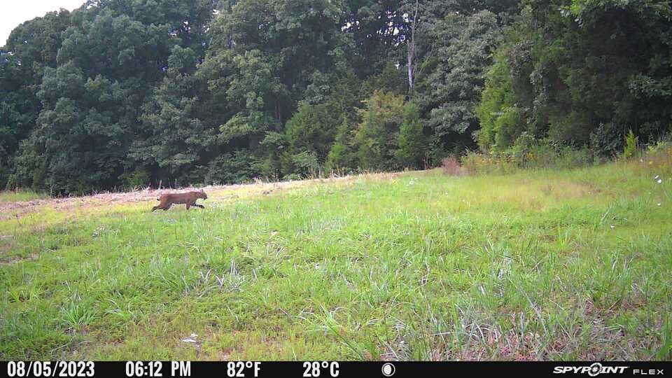 Customer photo review of Trail Cams Galore Solar Panel with 5V/12V Output Voltage