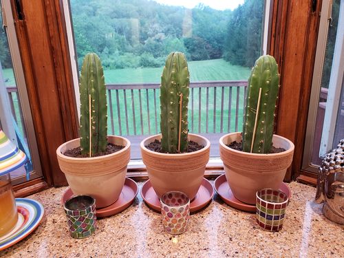 Customer photo review of San Pedro Cactus | Echinopsis (Trichocereus) pachanoi