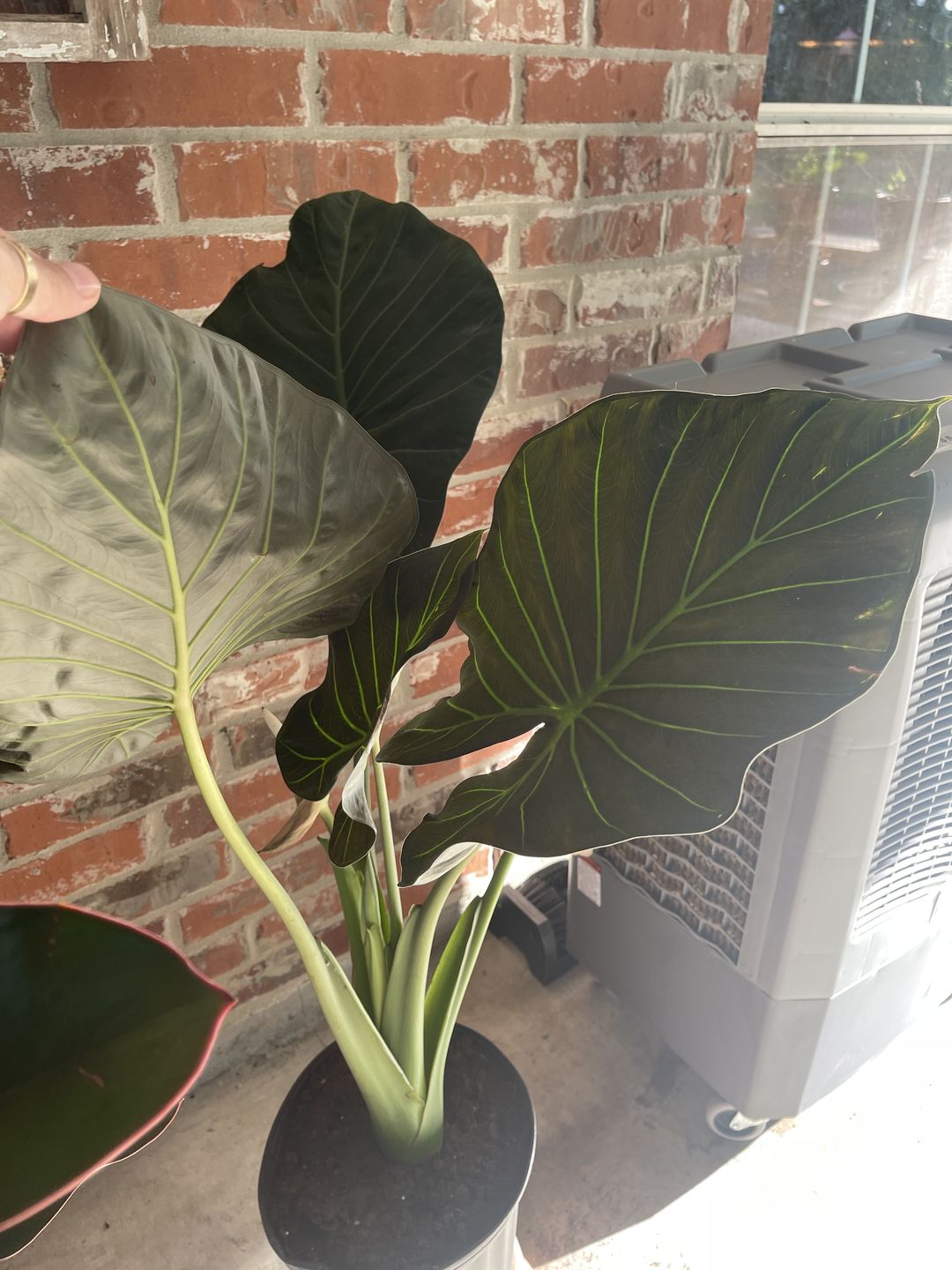 Customer photo review of Alocasia Regal Shields, Elephant Ears Live Tropical Plant